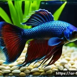 Home 21 베타피쉬 색상 유지법 - A vibrant betta fish swimming gracefully in a well-maintained aquarium featuring a dark natural ston...