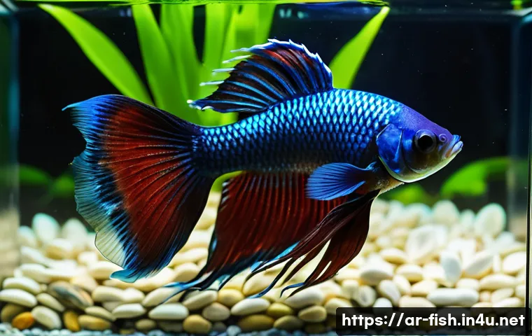 베타피쉬 색상 유지법 - A vibrant betta fish swimming gracefully in a well-maintained aquarium featuring a dark natural ston...